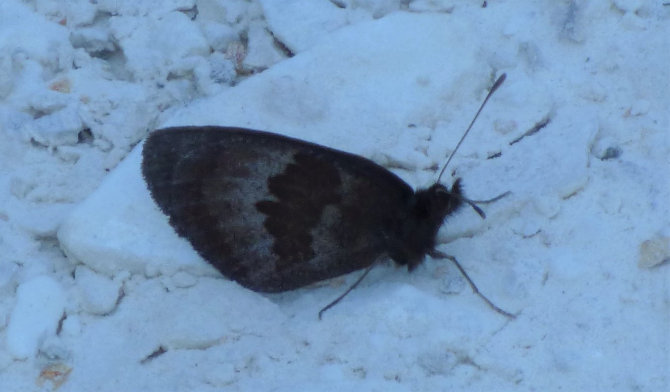 Erebie? Erebia neoridas, Nymphalidae